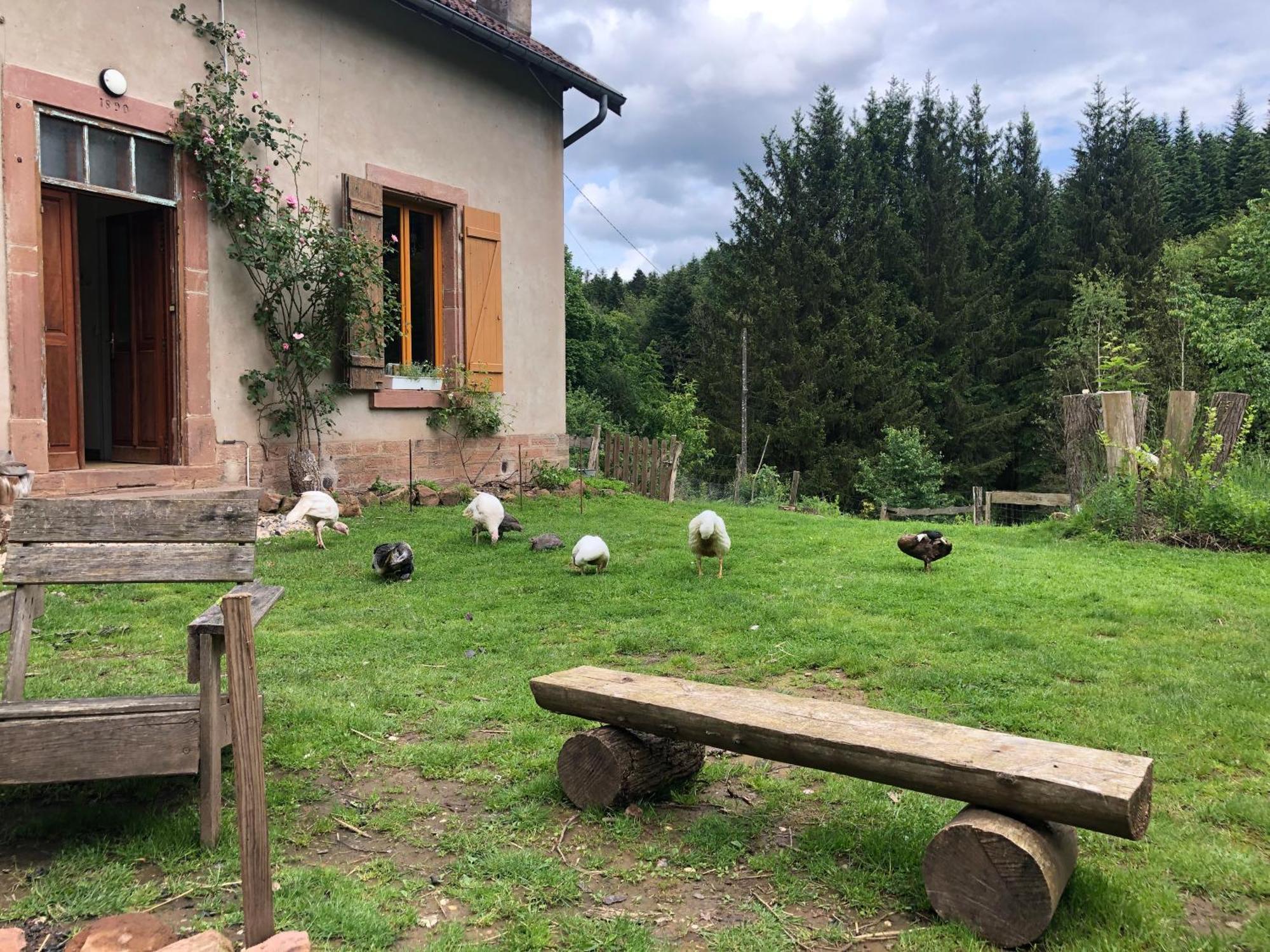 A L'Oree De Soi - Maison Forestiere De La Soie - Eco Gite, Chambres D'Hotes, Camping Au Pied Des Vosges Saint-Sauveur  Exterior foto