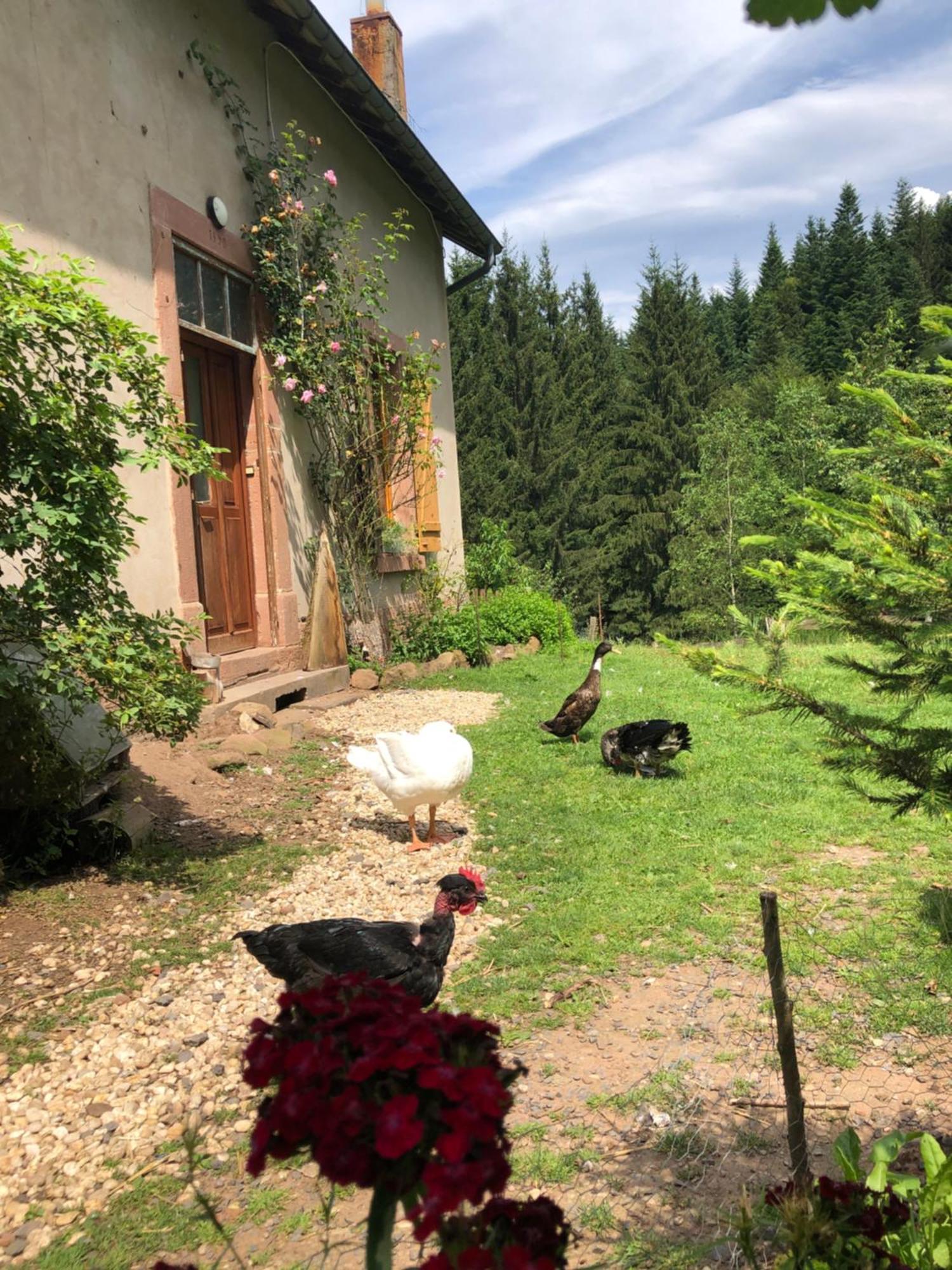 A L'Oree De Soi - Maison Forestiere De La Soie - Eco Gite, Chambres D'Hotes, Camping Au Pied Des Vosges Saint-Sauveur  Exterior foto